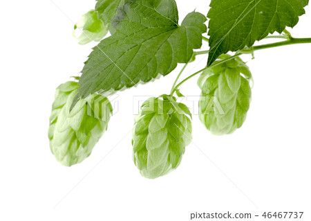 hop cones with leaf isolated on white background close-up. Top view hop cones with leaf isolated on white background close-up. Top view 46467737