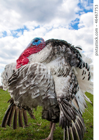 turkey male or gobbler closeup on green grass with blue sky turkey male or gobbler closeup on green grass with blue sky 46467753