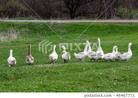 Flock of geese grazing on grass in spring field 46467755