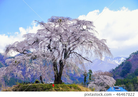Weeping cherry blossoms and snowy mountains 2018-2 46467822