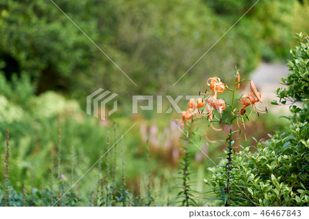 百合，百合，百合，花 46467843