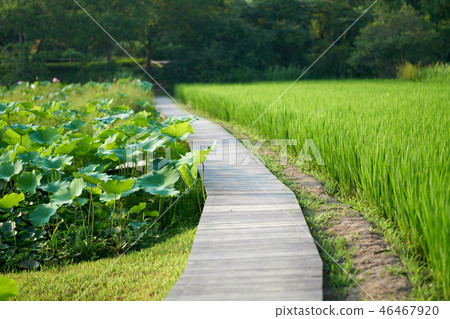 Wood deck road, paddy field, paddy field Wood deck road, paddy field, paddy field 46467920