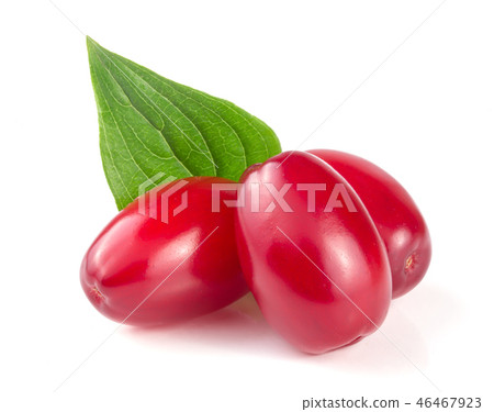 dogwood berry with leaf isolated on white background dogwood berry with leaf isolated on white background 46467923