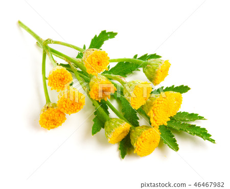 tansy with leaf isolated on a white background. Medical herb tansy with leaf isolated on a white background. Medical herb 46467982