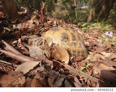 A tortoise that wakes up in Izu spring and walks A tortoise that wakes up in Izu spring and walks 46468018