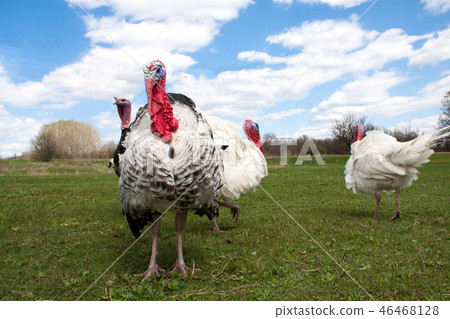 turkey male or gobbler in the village turkey male or gobbler in the village 46468128