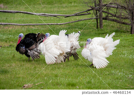 turkey male or gobbler grazing on a green grass background turkey male or gobbler grazing on a green grass background 46468134