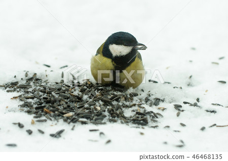 titmouse eats sunflower seeds on the snow in the winter 46468135