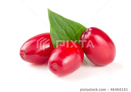 dogwood berry with leaf isolated on white background dogwood berry with leaf isolated on white background 46468181