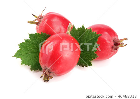 Hawthorn berry with leaf isolated on white background close-up Hawthorn berry with leaf isolated on white background close-up 46468318