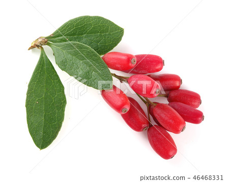 fresh barberry twig with leaves isolated on a white background fresh barberry twig with leaves isolated on a white background 46468331