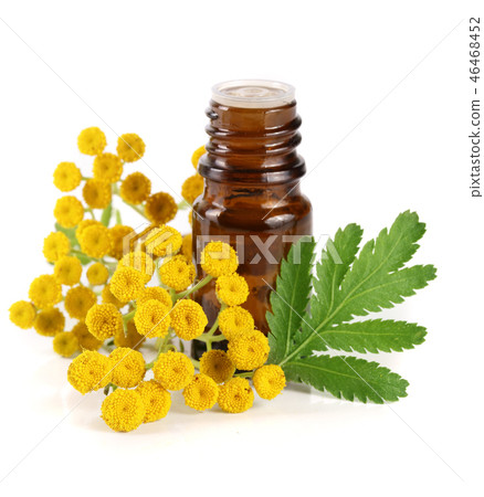 essential tansy oil with flowers and leaf isolated on white background 46468452