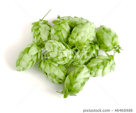 hop cones isolated on white background close-up hop cones isolated on white background close-up 46468986