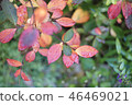 Autumn leaves 46469021