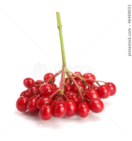 branch of viburnum berries isolated on white background 46469033