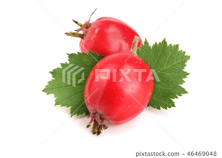 Hawthorn berry with leaf isolated on white background close-up 46469048