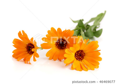 Calendula officinalis. Marigold flower with leaf isolated on white background Calendula officinalis. Marigold flower with leaf isolated on white background 46469077