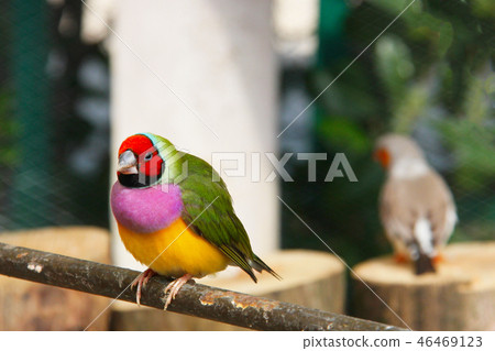 The Gouldian finch or Erythrura gouldiae, male, aka the Lady Gouldian finch, Goulds finch or the The Gouldian finch or Erythrura gouldiae, male, aka the Lady Gouldian finch, Goulds finch or the 46469123