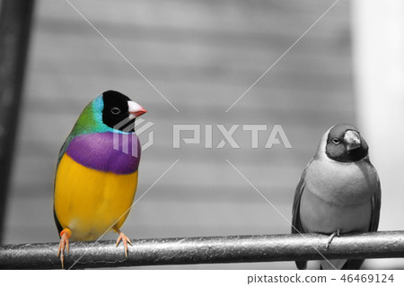 The Gouldian finch or Erythrura gouldiae, male, aka the Lady Gouldian finch, Goulds finch or the The Gouldian finch or Erythrura gouldiae, male, aka the Lady Gouldian finch, Goulds finch or the 46469124