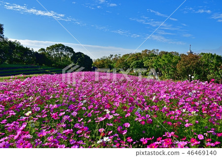 Cosmos field in full bloom with the autumn sky back Cosmos field in full bloom with the autumn sky back 46469140