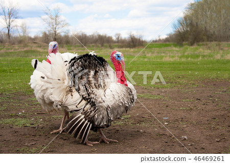 turkey male or gobbler in the village grazing turkey male or gobbler in the village grazing 46469261