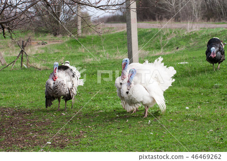 turkey male or gobbler grazing on a green grass background turkey male or gobbler grazing on a green grass background 46469262
