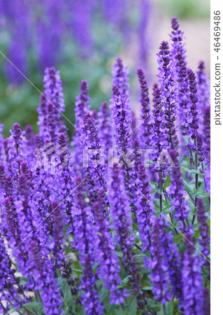 Lavender Sage Lavender Sage 46469486