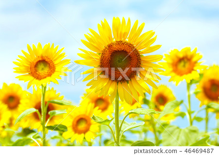 Sunflower, Summer, Flower, Sunflower flower, Sunflower, Summer flower, Plant, Blooming, Flower, Up, Yellow flower, Sunflower, Summer, Flower, Sunflower flower, Sunflower, Summer flower, Plant, Blooming, Flower, Up, Yellow flower, 46469487