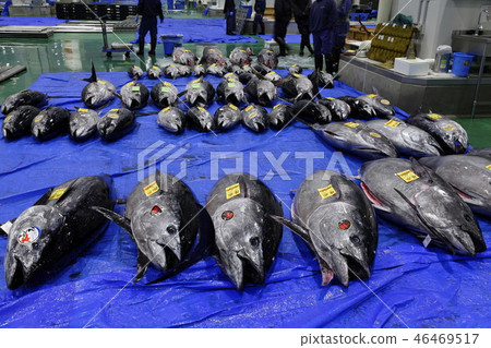 豐洲市場漁業批發區大魚和金槍魚區拍賣前的新鮮金槍魚 46469517