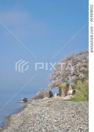 Kaizu Osaki of cherry blossoms 46469602