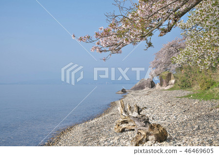Kaizu Osaki of cherry blossoms 46469605
