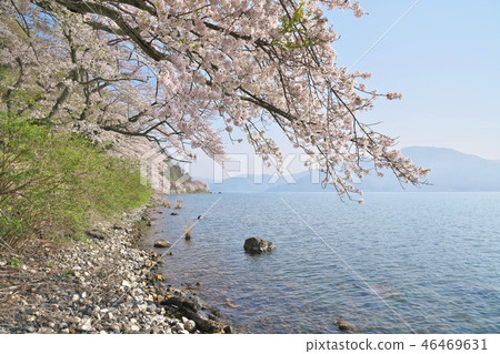 Kaizu Osaki of cherry blossoms 46469631