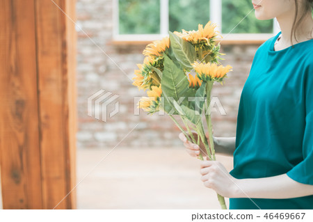 sunflower, sunflowers, female 46469667