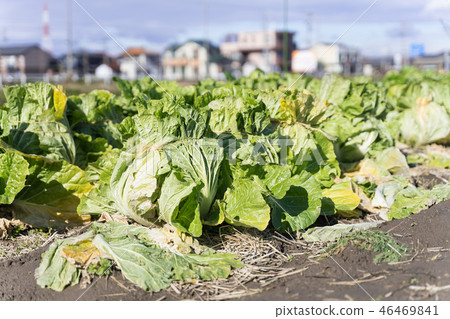 Chinese cabbage fields Chinese cabbage fields 46469841