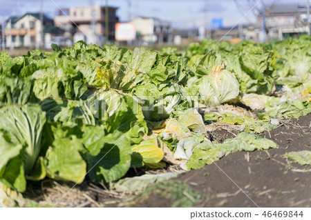 Chinese cabbage field in the suburbs Chinese cabbage field in the suburbs 46469844