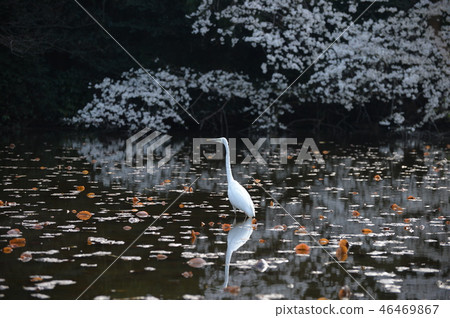 櫻花和池塘里的鳥兒，石垣公園 46469867