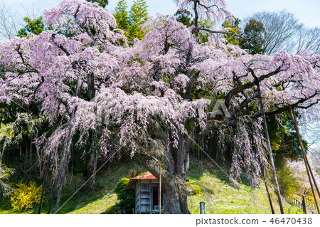 Koriyama City, Fukushima Prefecture 46470438
