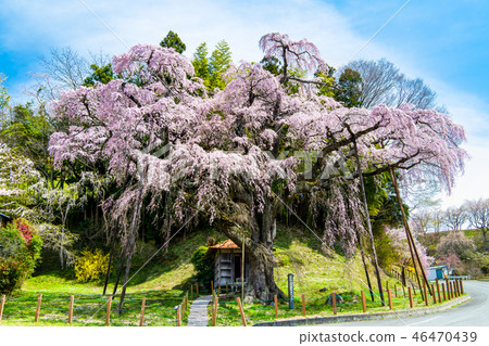 Koriyama City, Fukushima Prefecture 46470439