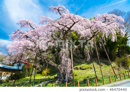 Koriyama City, Fukushima Prefecture 46470440