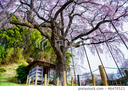 Koriyama City, Fukushima Prefecture 46470521
