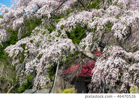 Koriyama City, Fukushima Prefecture Koriyama City, Fukushima Prefecture 46470526