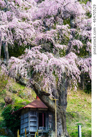 Koriyama City, Fukushima Prefecture 46470529