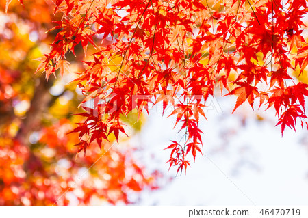 Beautiful red and green maple leaf on tree 46470719