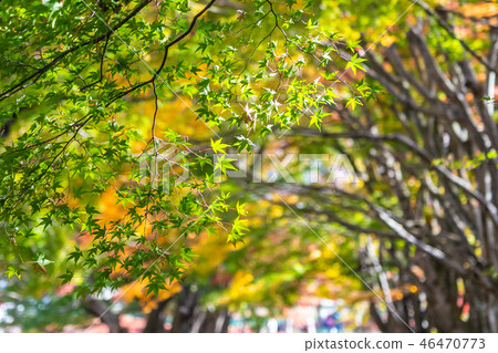 Beautiful maple leaf tree in autumn season Beautiful maple leaf tree in autumn season 46470773