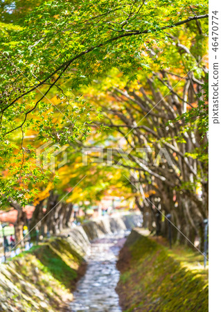 Beautiful maple leaf tree in autumn season Beautiful maple leaf tree in autumn season 46470774