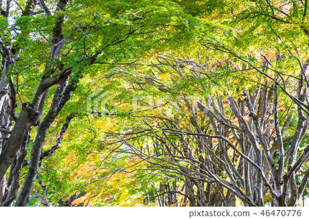 Beautiful maple leaf tree in autumn season 46470776