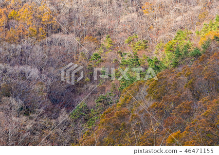 Beautiful landscape with maple leaf tree in autumn season 46471155