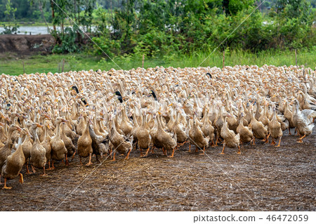 A lot of ducks in vietnam, industry farm concept A lot of ducks in vietnam, industry farm concept 46472059