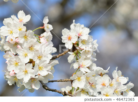 報春花公園 報春花公園 46472365