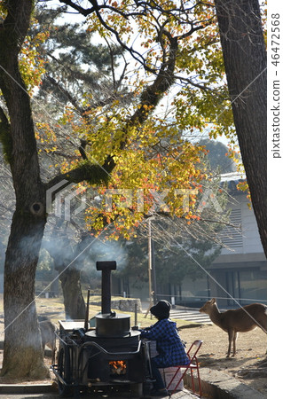 Nara Park Morning Scene 46472568